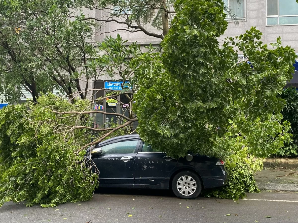 Khu vực Hà Đông nhanh chóng dọn dẹp cây gẫy đổ sau bão số 3, đón mưa lớn có thể xảy ra