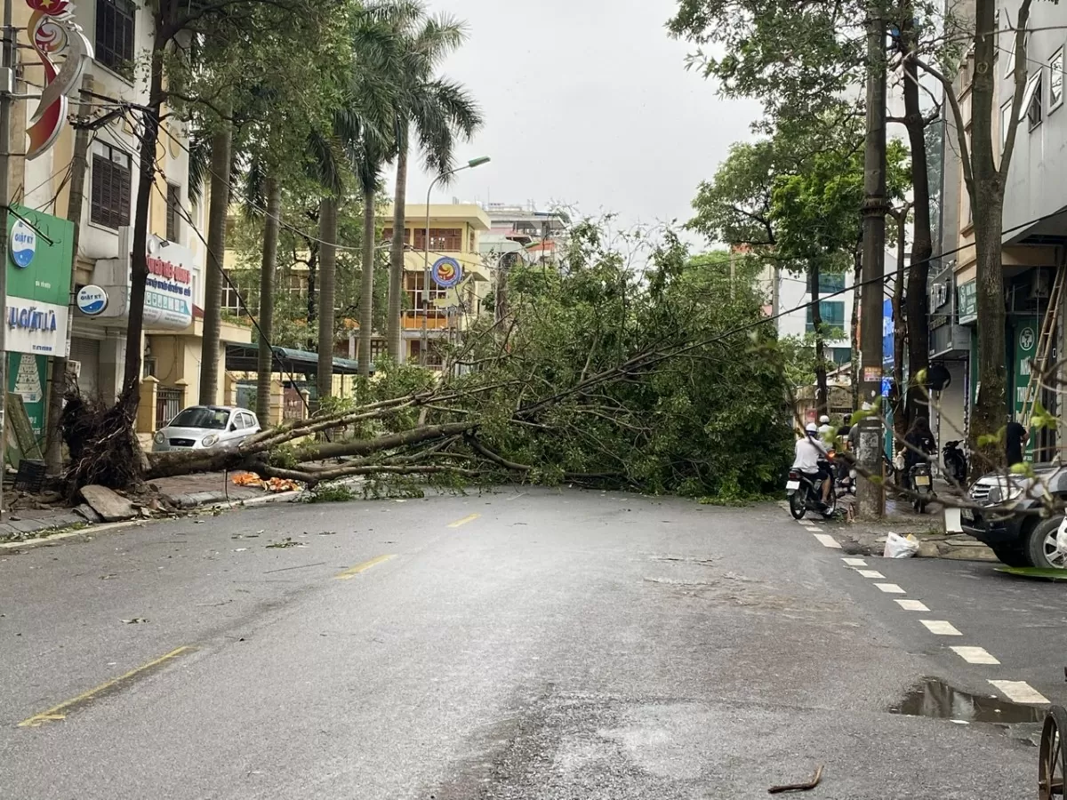 Khu vực Hà Đông nhanh chóng dọn dẹp cây gẫy đổ sau bão số 3, đón mưa lớn có thể xảy ra