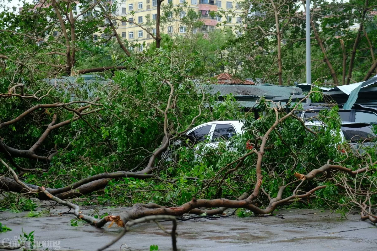 Bảo hiểm chi trả ra sao khi cây đè bẹp ô tô sau siêu bão?