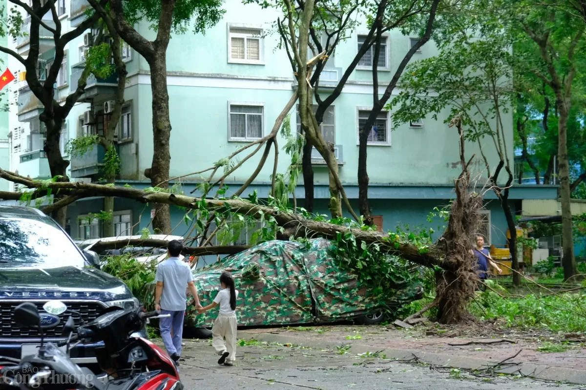 Bảo hiểm chi trả ra sao khi cây đè bẹp ô tô sau siêu bão?