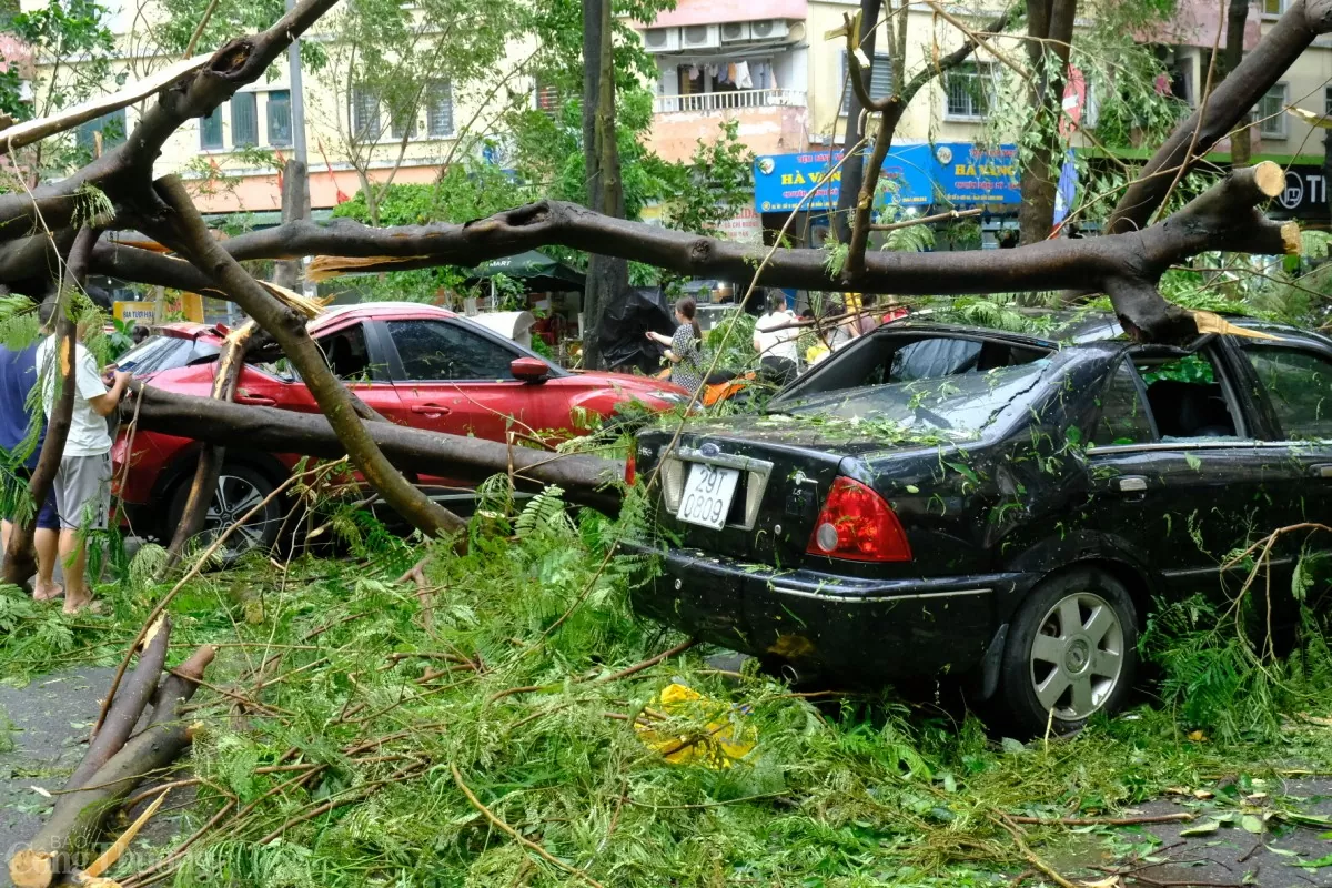 Bảo hiểm chi trả ra sao khi cây đè bẹp ô tô sau siêu bão?