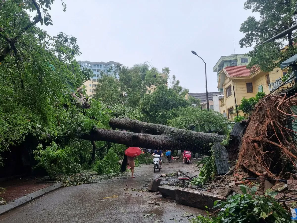 Hà Nội: Cây xanh trồng không gốc, lộ bất thường và những nguy hiểm rình rập