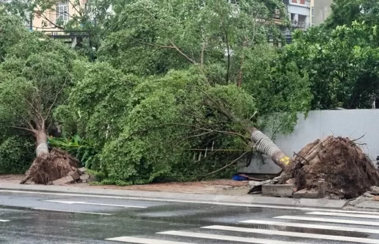 Hà Nội: Cây xanh bật gốc sau bão, lộ ra nhiều ‘chuyện lạ’