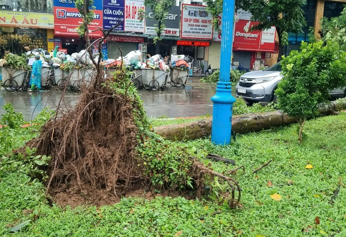 Hà Nội: Cây xanh trồng không gốc, lộ bất thường và những nguy hiểm rình rập