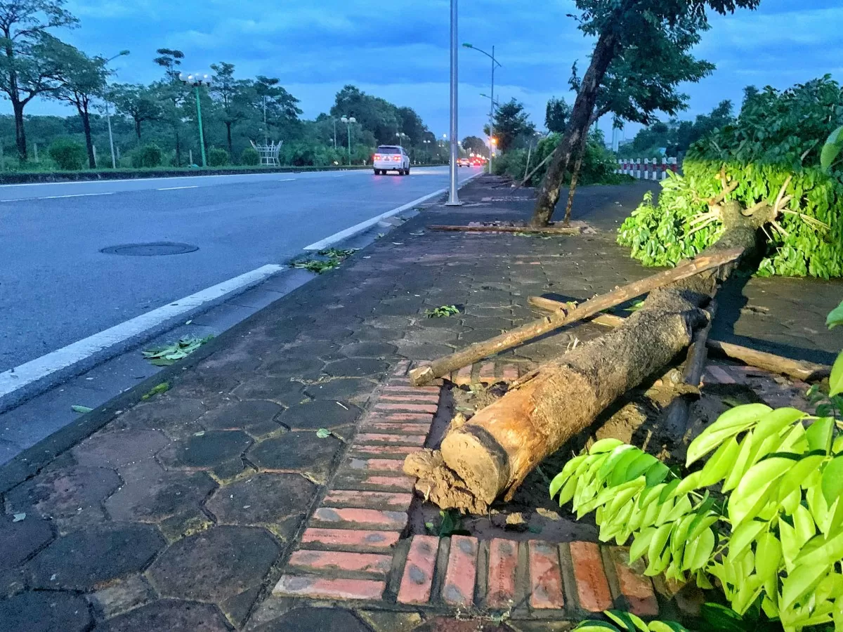 Hà Nội: Cây xanh trồng không gốc, lộ bất thường và những nguy hiểm rình rập