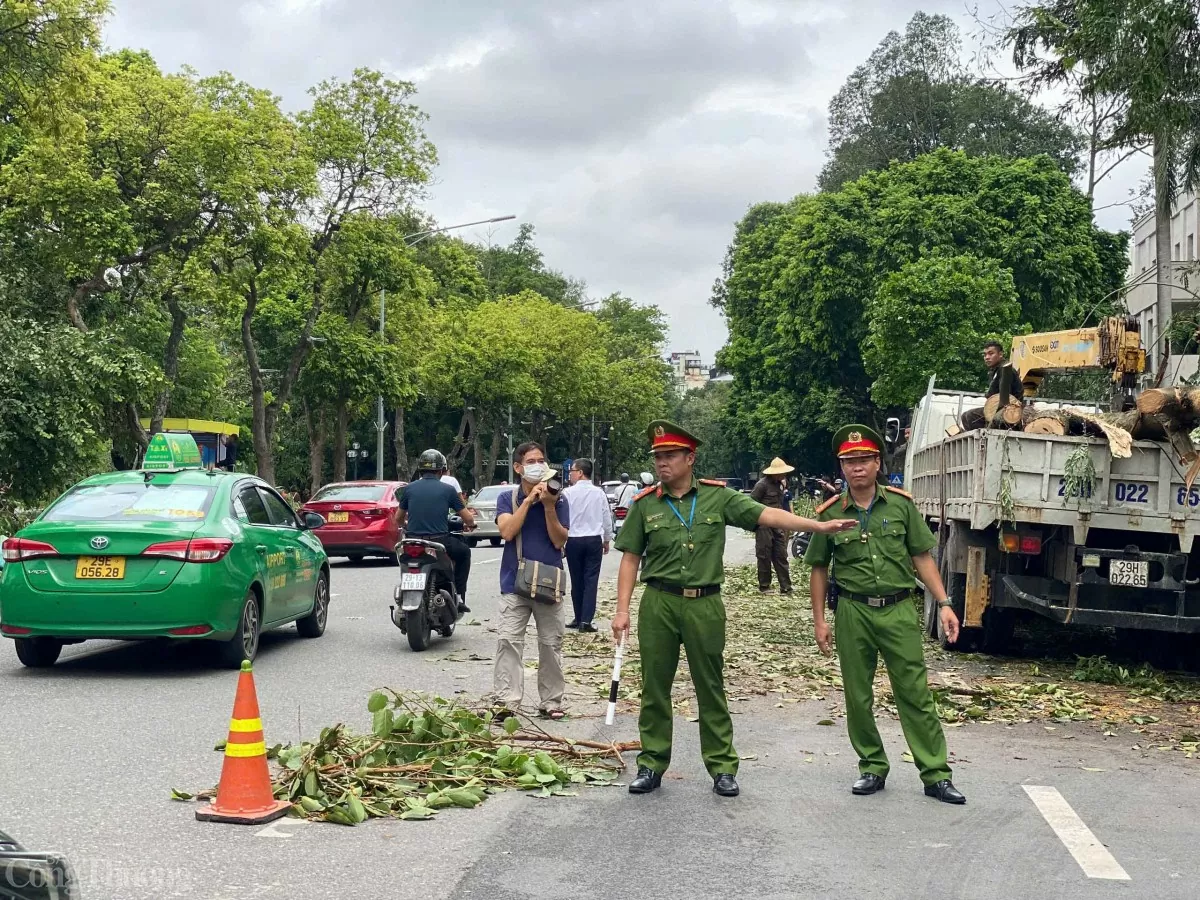 Cây xanh Hà Nội bị gãy đổ sẽ về đâu sau siêu bão?