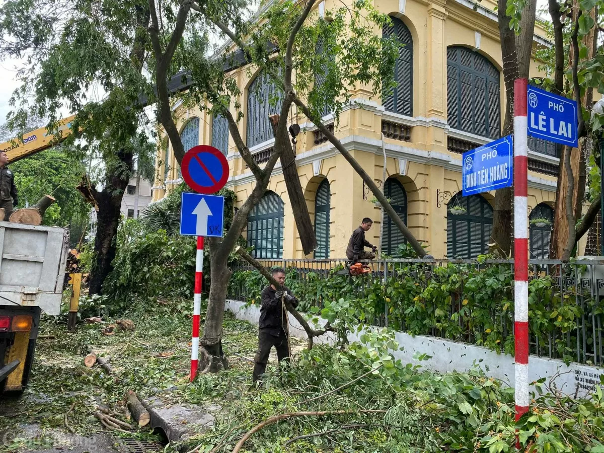 Cây xanh Hà Nội bị gãy đổ sẽ về đâu sau siêu bão?