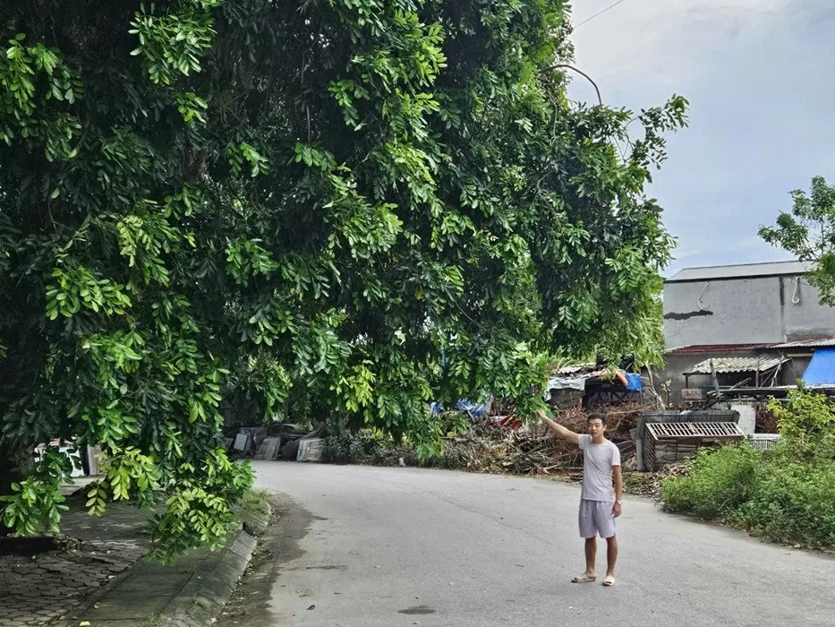 Người dân nói gì sau hàng trăm cây xanh ở thành phố Thanh Hóa đổ gãy?