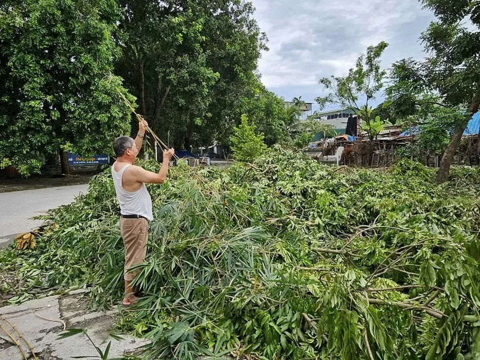 Người dân nói gì sau hàng trăm cây xanh ở thành phố Thanh Hóa đổ gãy?