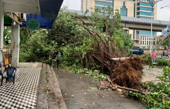 Chuyên gia nhận định nhiều cây xanh ở Hà Nội trồng sai kỹ thuật