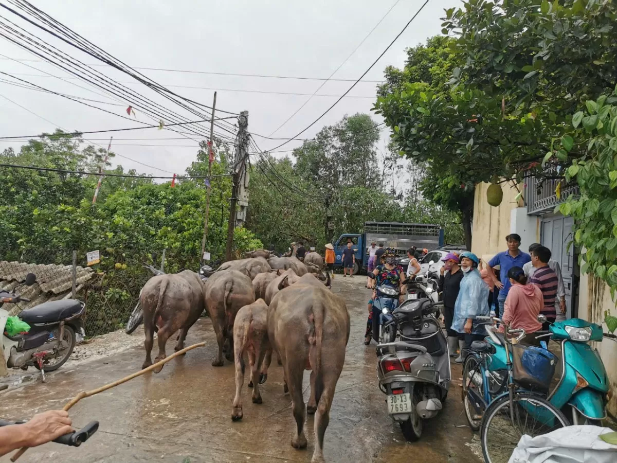 Cập nhật hình ảnh trực tiếp tình hình mưa lũ tại Hà Nội