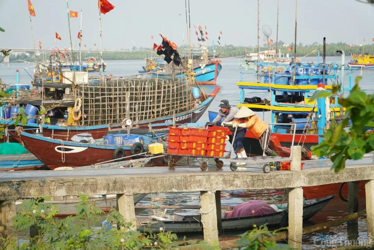 Quảng Nam vẫn còn hơn 800 tàu cá '3 không': không có đăng ký, không đăng kiểm, không cấp phép 