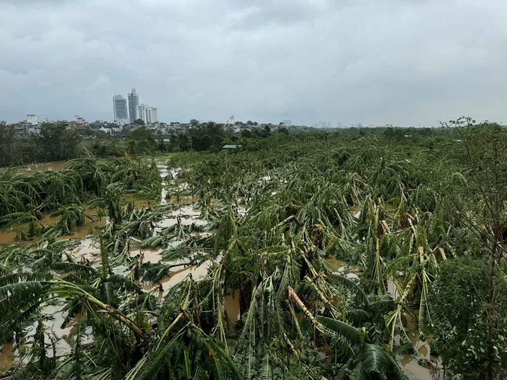 nước cũng ngập ngoài bãi, mực nước lên nhanh khiến người dân hoang mang vì nhiều hoa màu, đặc biệt là quất cảnh bị ngập úng.