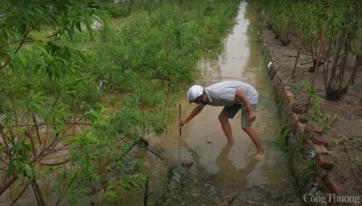 Nước lũ sông Hồng dâng cao, người trồng đào Nhật Tân lo mất mùa