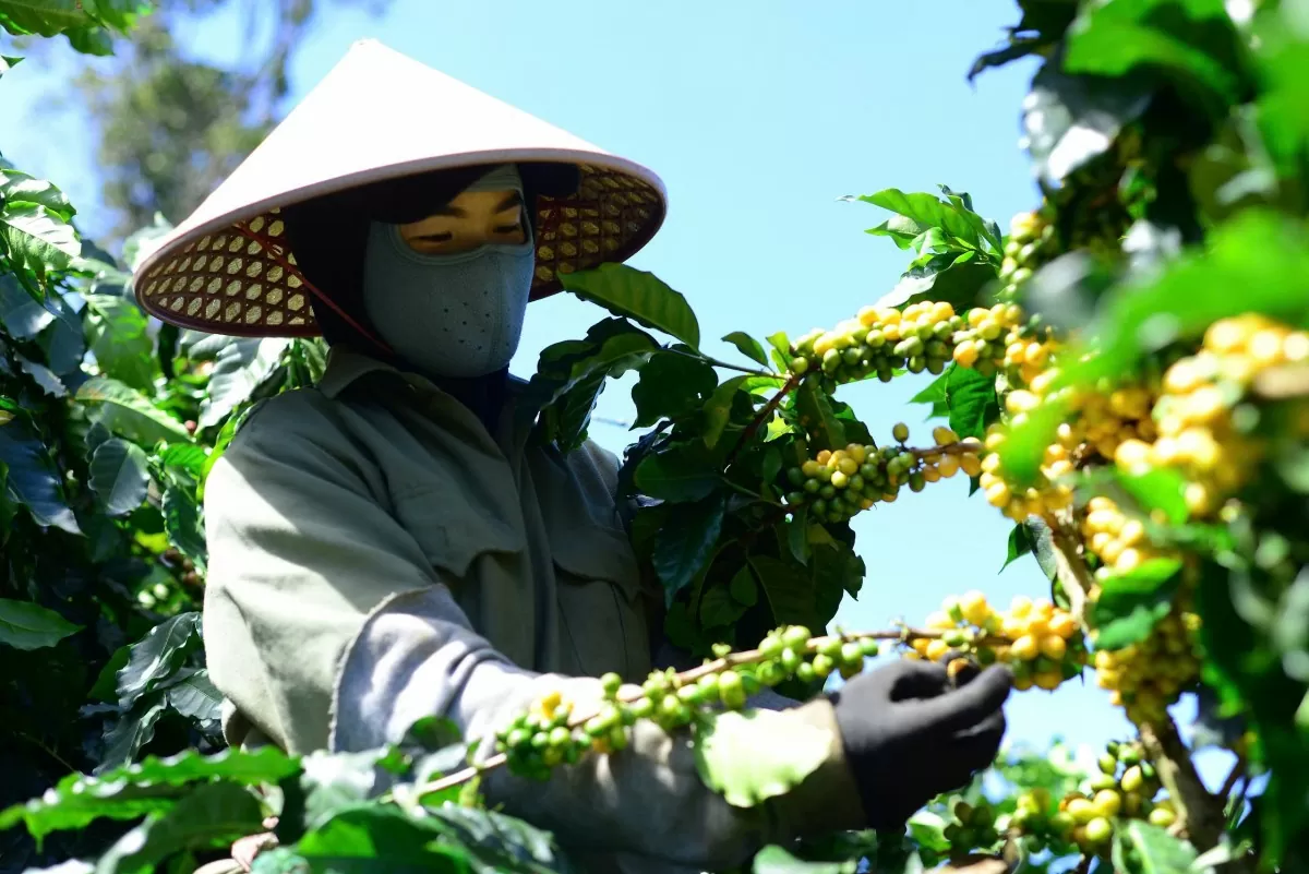 Chàng trai 8x lên phố núi Đà Lạt liên kết với các nông hộ trồng 100ha cà phê hữu cơ Chàng trai 8x lên phố núi Đà Lạt liên kết với các nông hộ trồng 100ha cà phê hữu cơ