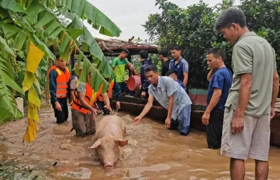 Cả thôn ở Hà Nội lái xuồng máy giải cứu hàng ngàn con lợn bơi trong dòng lũ