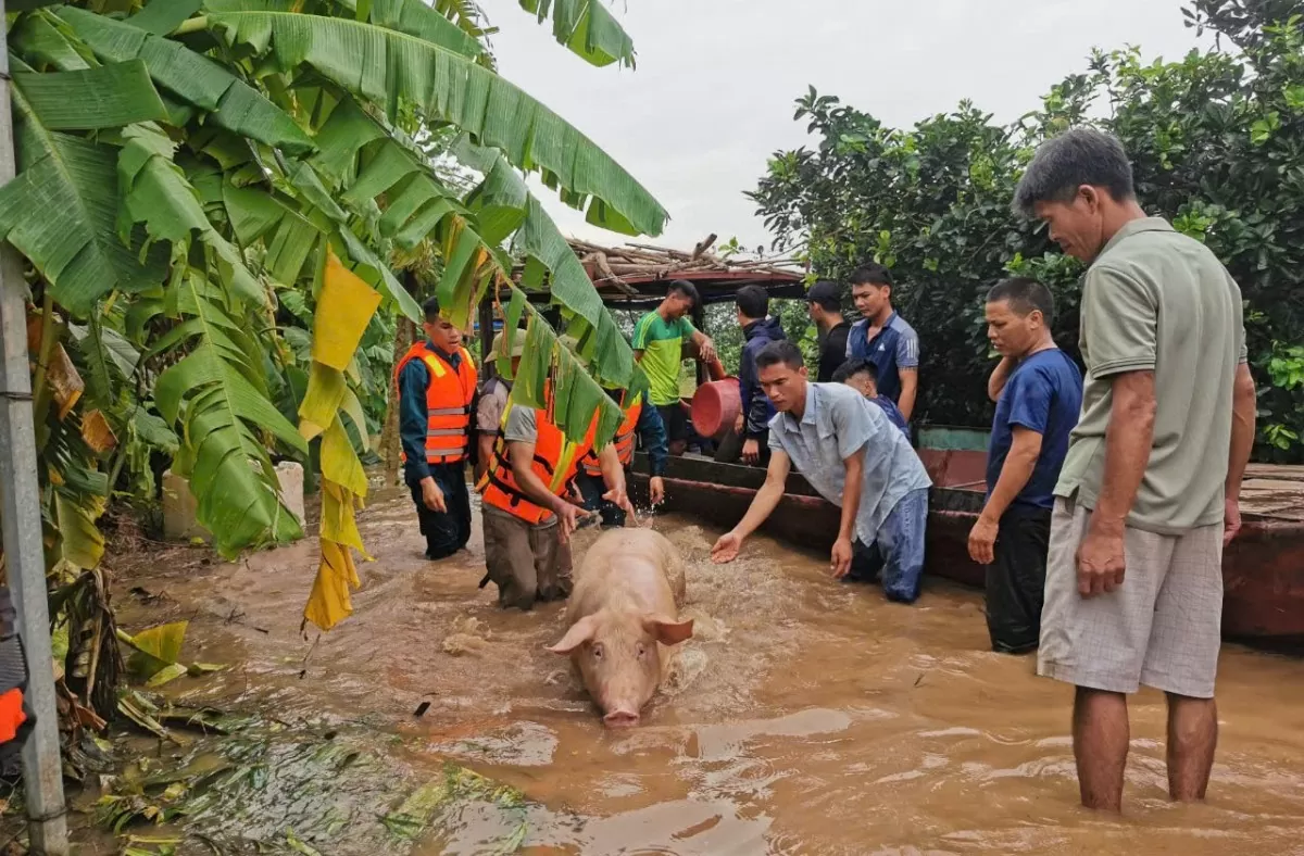 Đàn lợn hàng trăm con bơi trong nước của gia đình ông Khoa được người dân và quân đội giải cứu bằng xuồng máy