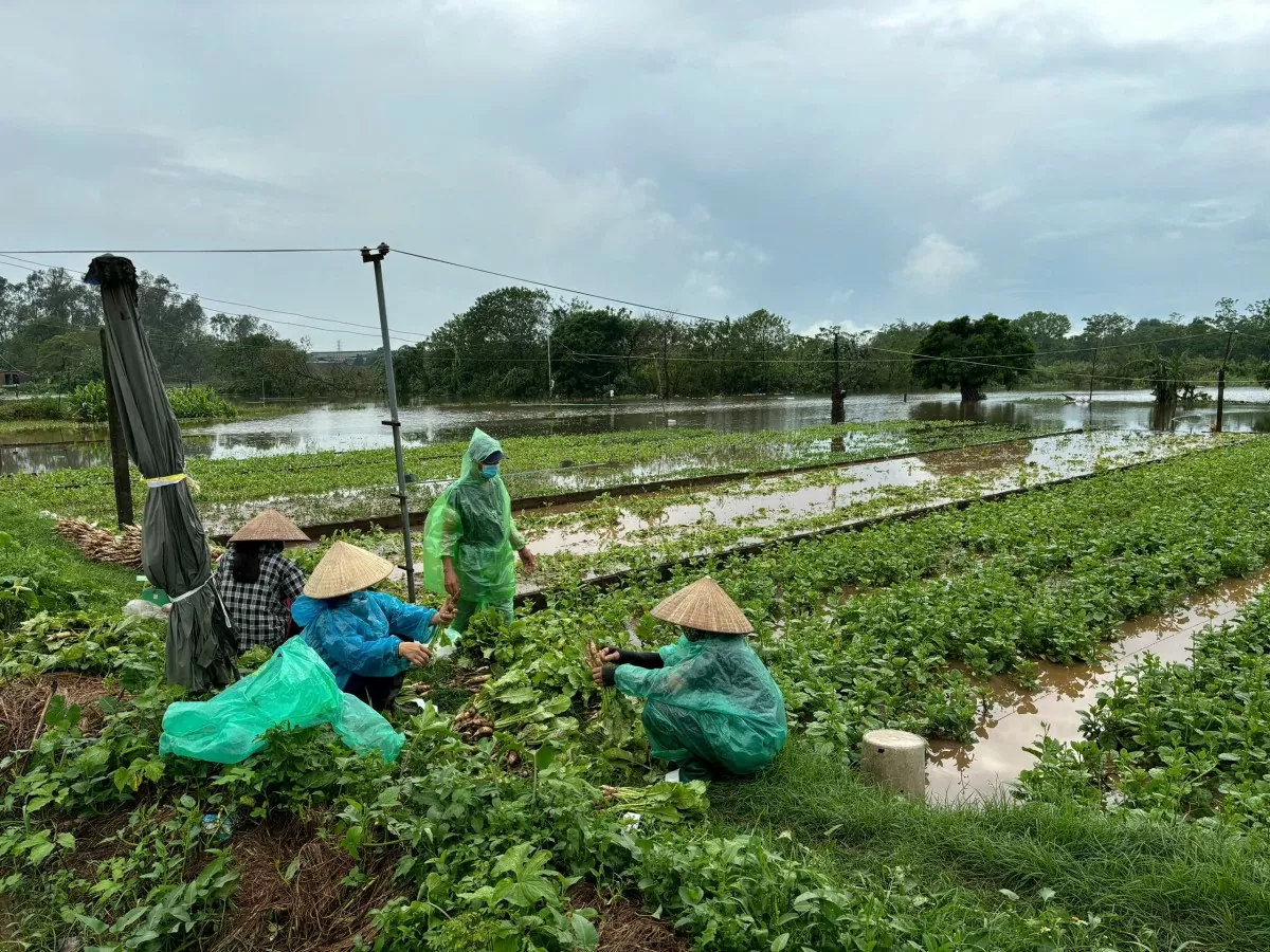 Hà Nội: Mưa lớn gây ngập úng, nhiều gia đình mất trắng vùng trồng rau