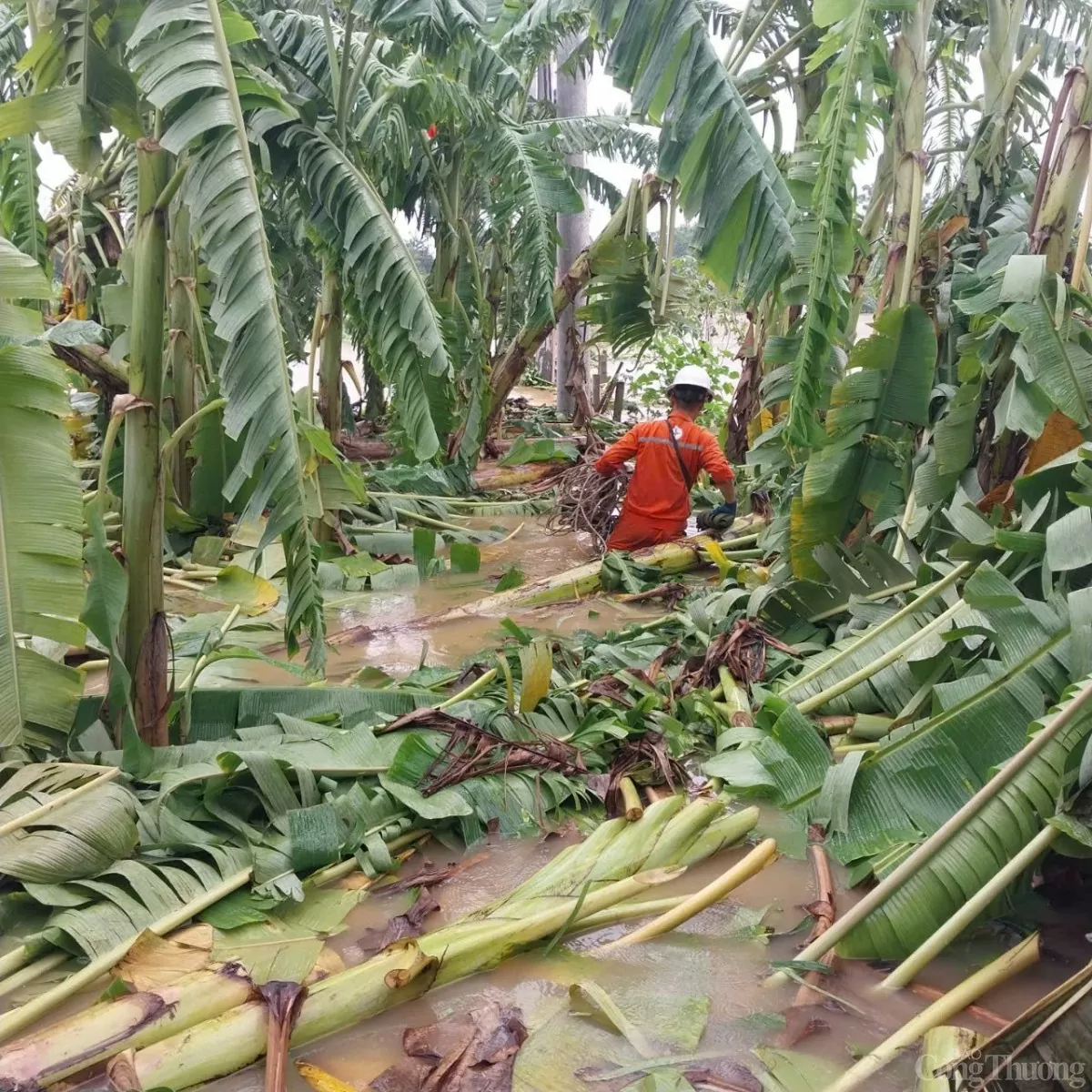 Công ty Điện lực Phúc Thọ hoàn thành xử lý sự cố lưới điện sau bão, chủ động chống lũ