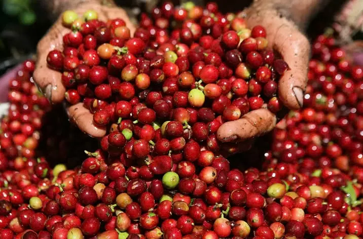 giá cà phê Robusta lại tiếp tục giữ vững đà tăng, thậm chí có xu hướng tăng cao hơn nữa.