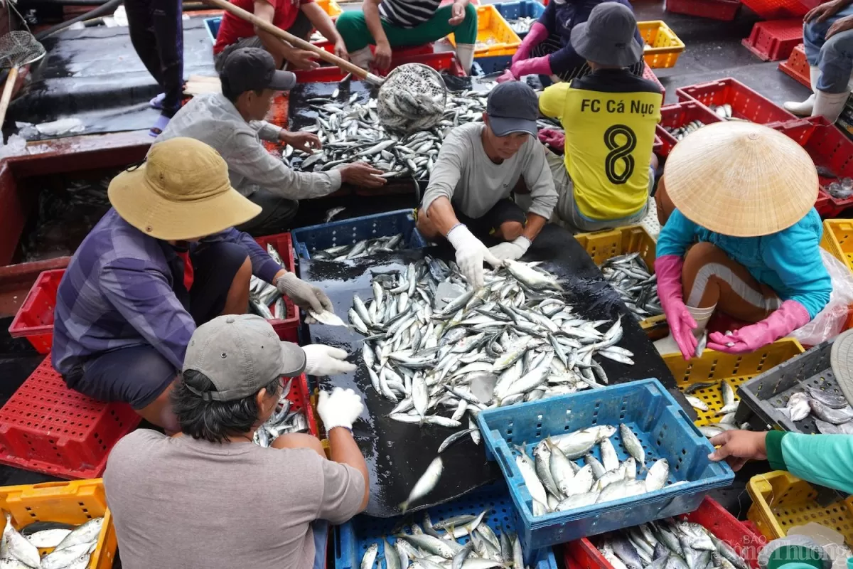 Âu thuyền và cảng cá Thọ Quang vừa là khu neo đậu cho tàu thuyền của khu vực miền Trung, đồng thời cũng là nơi tập kết xuất- nhập hải sản.