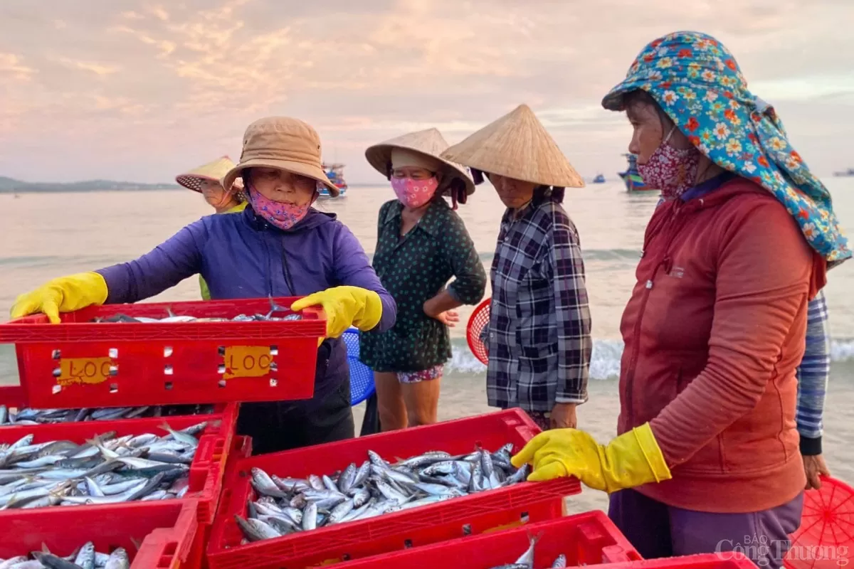 Thương lái với những mẻ cá đầy bắt đầu di chuyển đến các chợ trong tỉnh để bán lẻ.