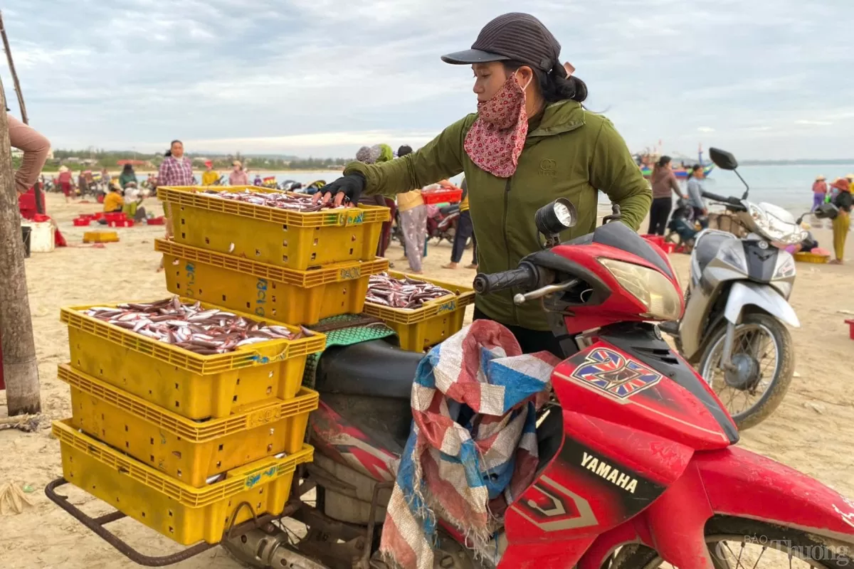 Chợ cá Châu Thuận Biển chỉ là nơi mua bán hải sản mà còn tạo việc làm cho nhiều lao động nữ. Công việc gánh cá, phân loại cá thuê giúp mỗi người kiếm được 150 - 200 nghìn đồng trong một buổi sáng.