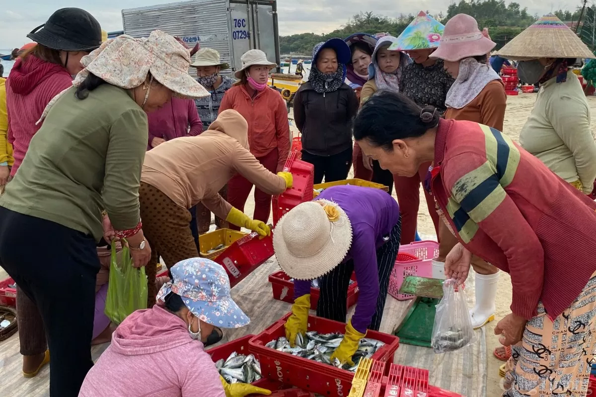 Khi bình minh chưa ló dạng, hàng trăm đầu nậu và người dân đã tập trung tại bờ biển để mua cá từ các ngư dân vừa trở về, tạo nên một khu chợ được mệnh danh là “độc nhất vô nhị” tại Quảng Ngãi.