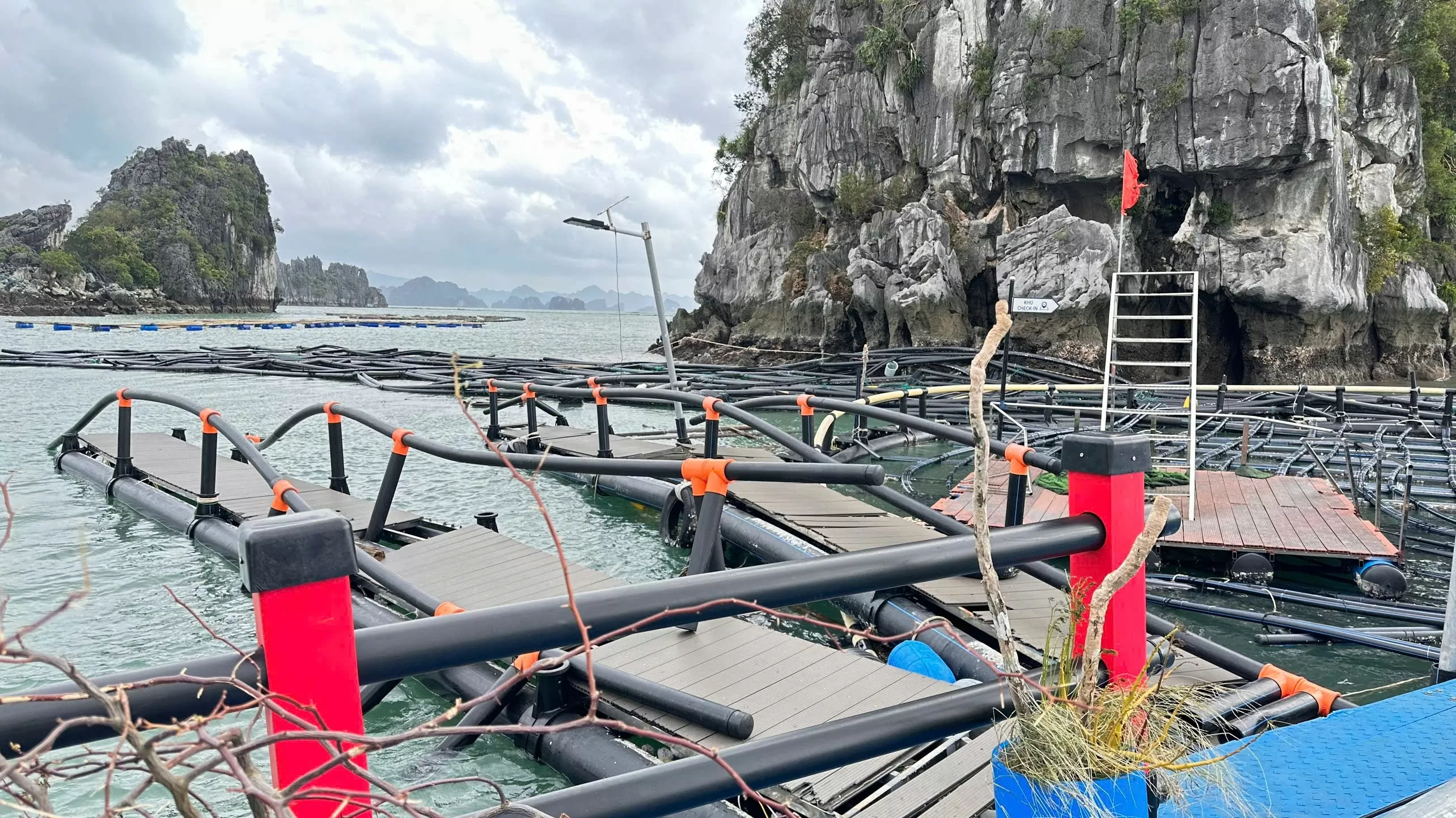 Siêu bão Yagi càn quét các tỉnh miền Bắc, đã gây thiệt hại nặng nề cho các DN thuỷ sản các tỉnh Quảng Ninh, Hải Phòng... (Ảnh: VASEP)