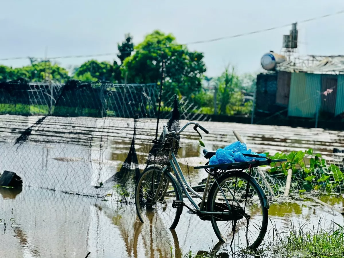 Xót xa làng hoa Tây Tựu sau bão Yagi