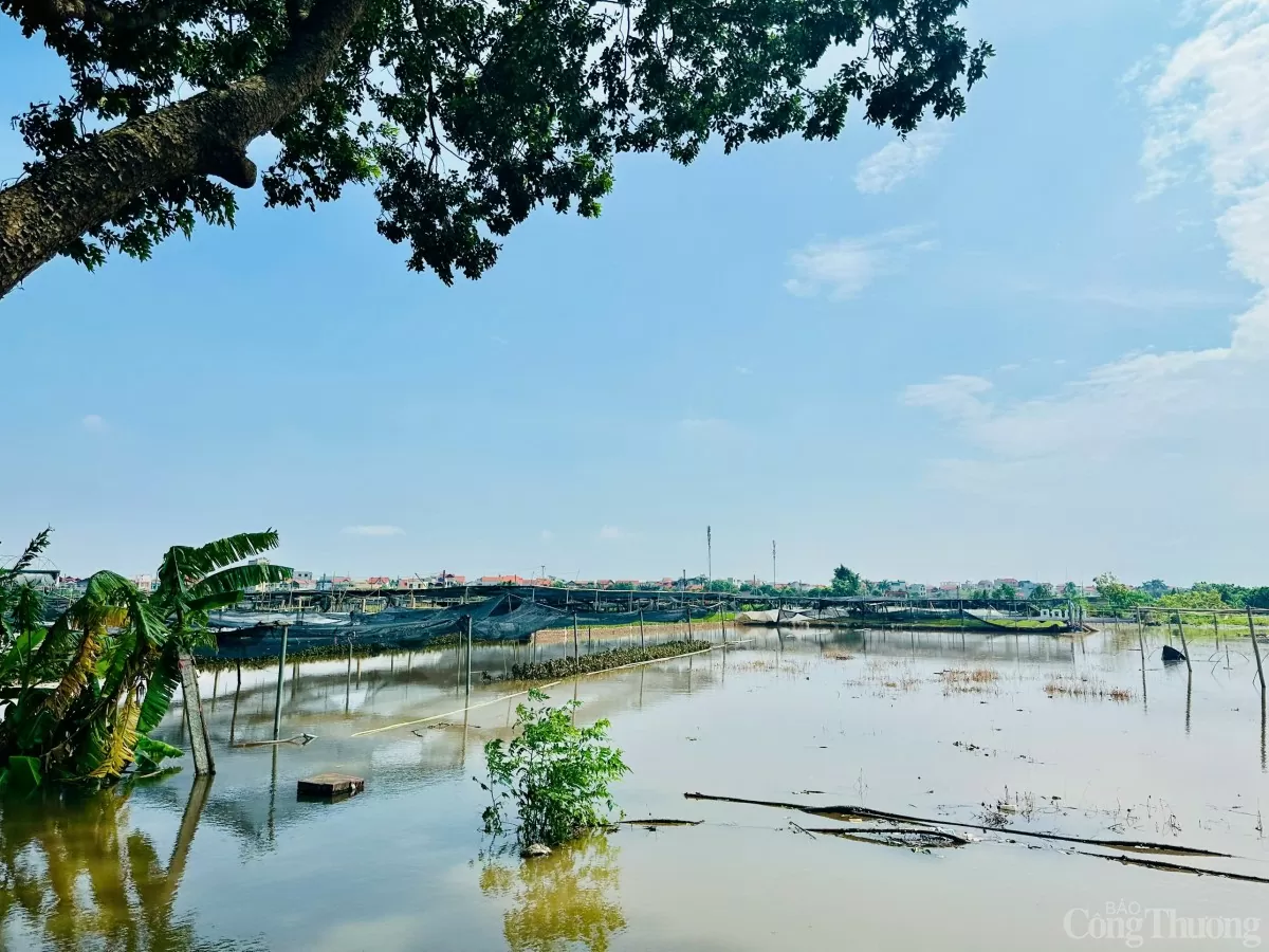 Xót xa làng hoa Tây Tựu sau bão Yagi