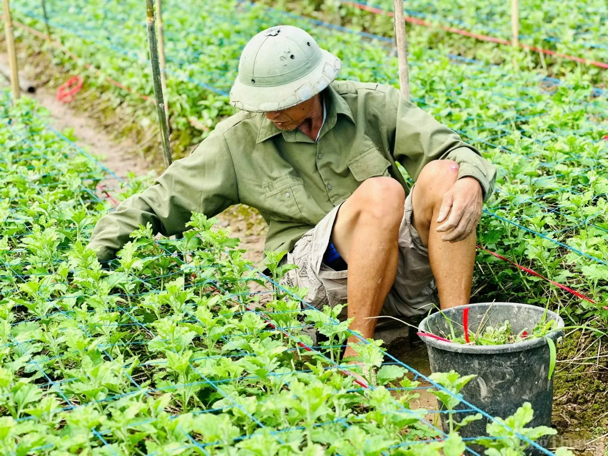 Xót xa làng hoa Tây Tựu sau bão Yagi