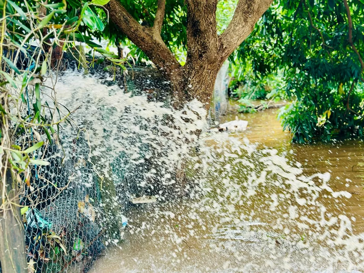 Xót xa làng hoa Tây Tựu sau bão Yagi