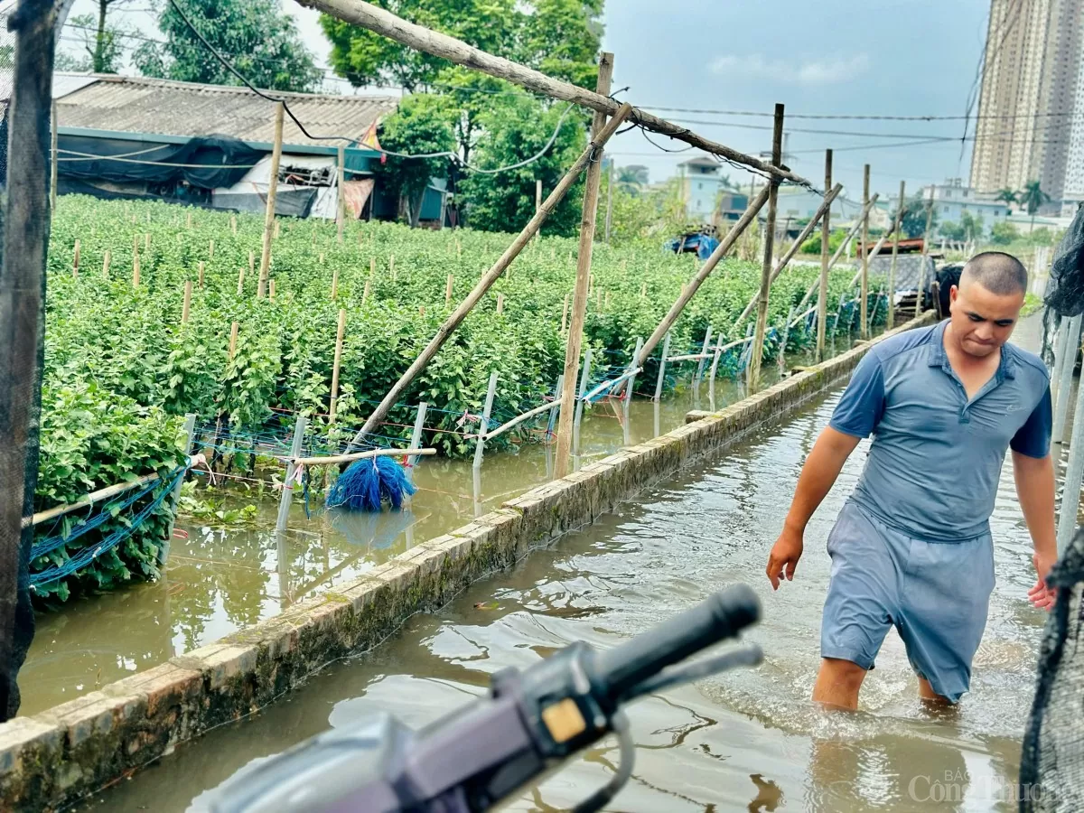 Xót xa làng hoa Tây Tựu sau bão Yagi