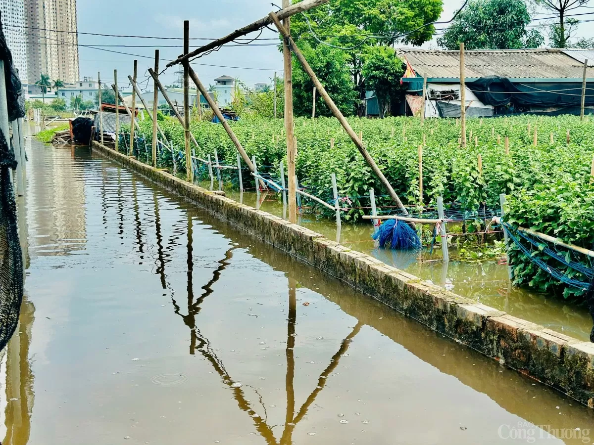 Xót xa làng hoa Tây Tựu sau bão Yagi