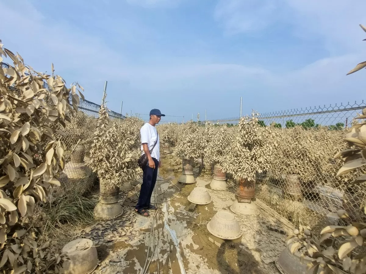 Hà Nội: Nước sông Hồng rút, lộ cảnh tan hoang vườn quất Tứ Liên