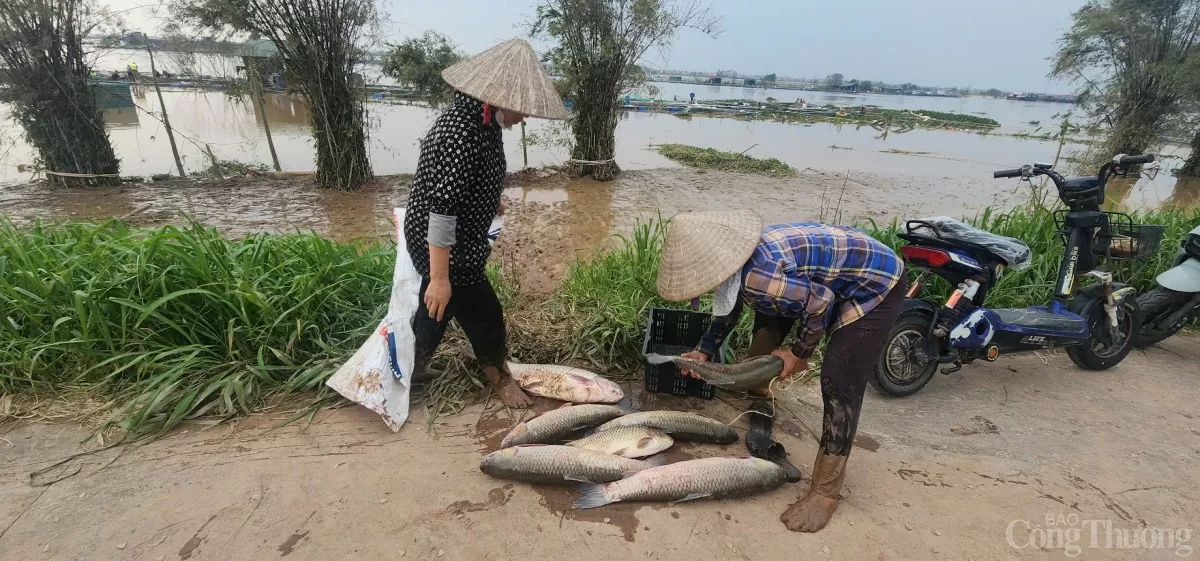 Hải Dương: Khẩn trương hỗ trợ thu hoạch cá để giảm thiểu thiệt hại