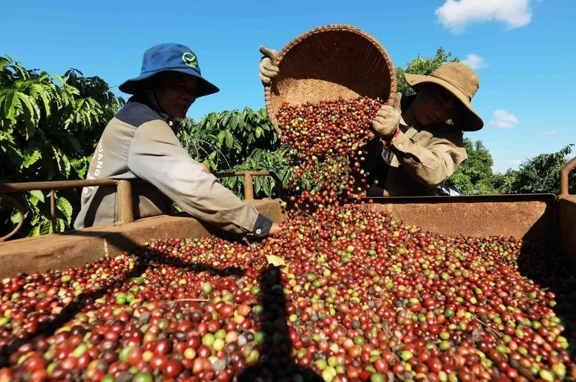 Lo ngại về thời tiết và khan hiếm nguồn cung là nguyên nhân hàng đầu hỗ trợ giá trong tuần qua. 