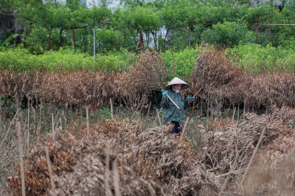 Gần 90% gốc hoa đào đã chết khô do ngập sâu trong nước