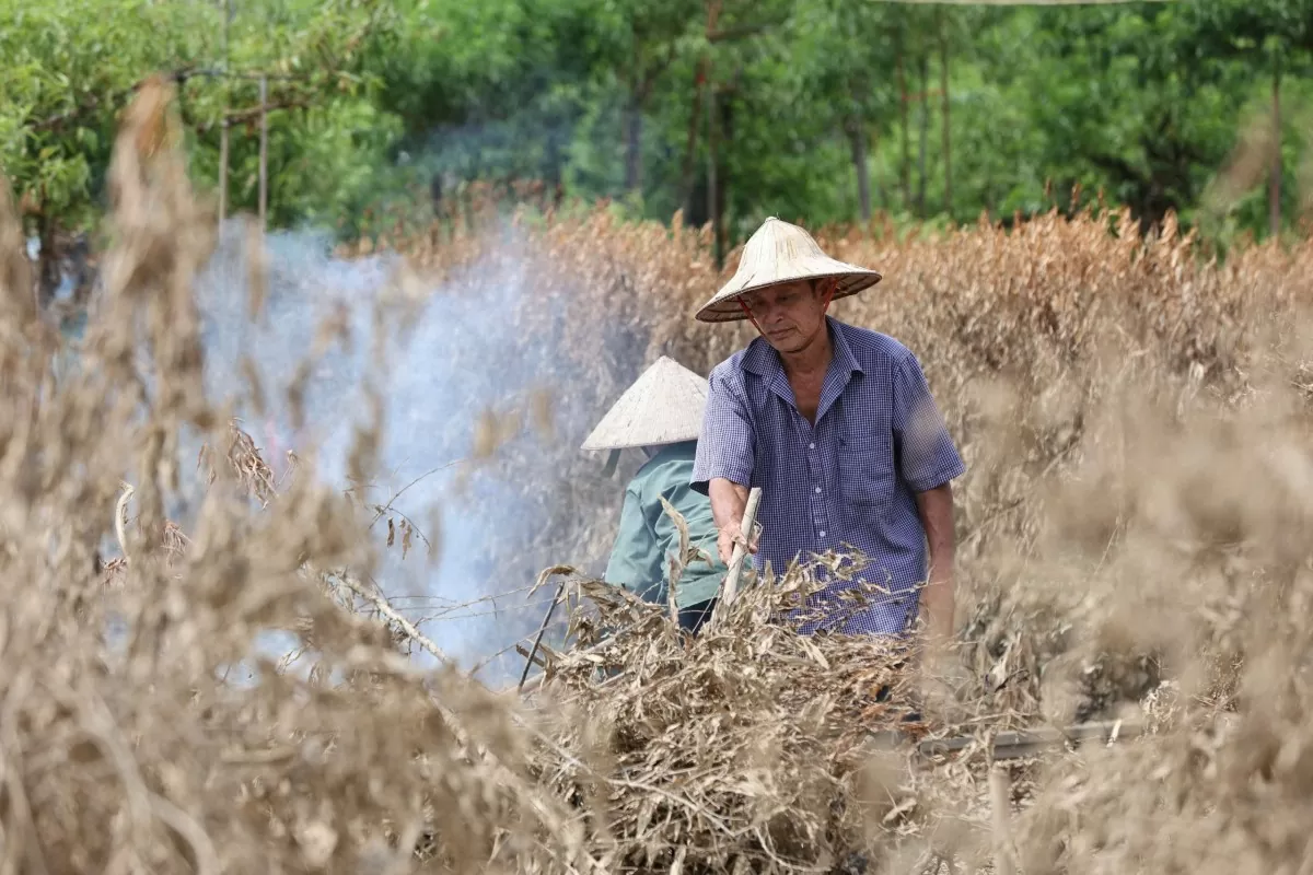 Hà Nội: Xót xa vườn đào Nhật Tân bị bao phủ bởi màu vàng bùn đất