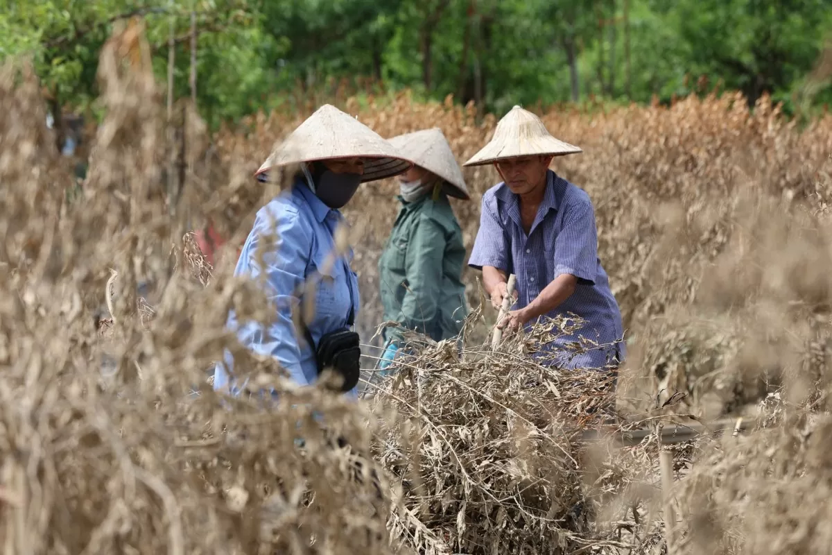 Hà Nội: Xót xa vườn đào Nhật Tân bị bao phủ bởi màu vàng bùn đất