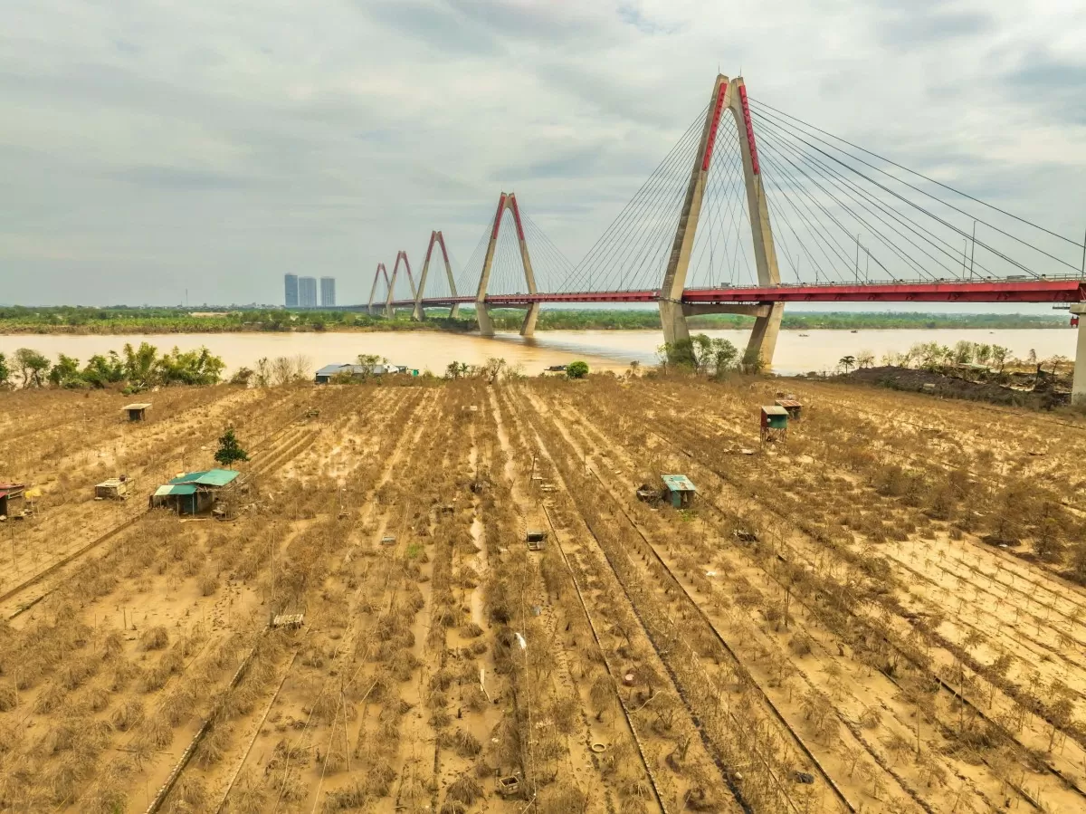 Tuy nhiên, vườn đào Nhật Tân trở nên hoang tàn, chết khô và bị bao phủ một màu vàng của lớp bùn đất trôi dạt.