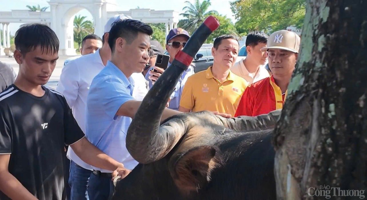 Hải Phòng: Lễ hội chọi trâu Đồ Sơn năm 2024 đậm nét truyền thống người miền biển