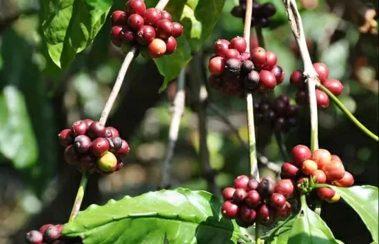 Cà phê Robusta nối dài đà tăng sau quyết định giảm lãi suất của FED