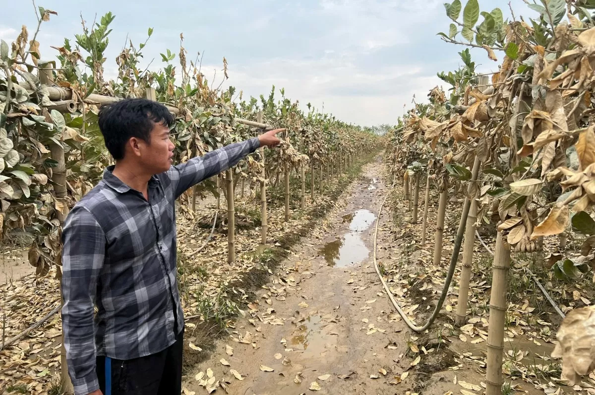 Những cây phật thủ