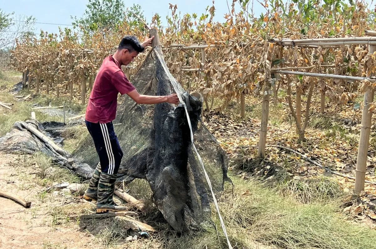 Hà Nội: Phật thủ chết trắng ven sông, trăm tỷ biến thành củi