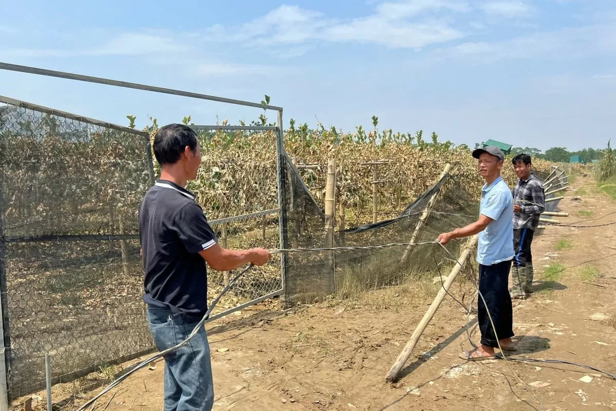 Cuộc tái thiết của các nhà vườn đang đứng trước bài toán nan giải (Ảnh: Công Minh).