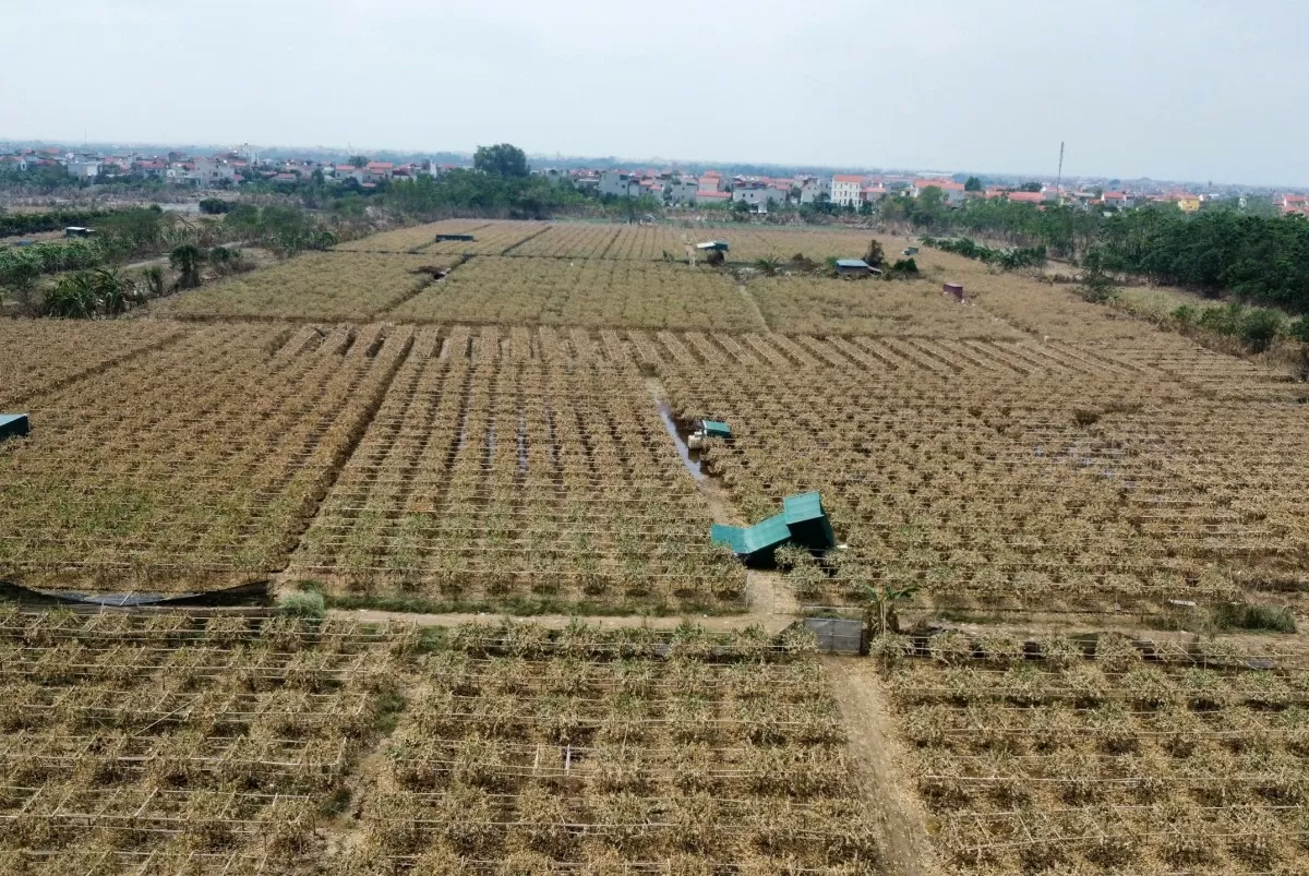 Cánh đồng phật thủ bạt ngàn ở ven sông Hồng tại Hà Nội chết trắng gây thiệt hại hàng trăm tỷ đồng đối với nhà vườn (Ảnh: Công Minh)