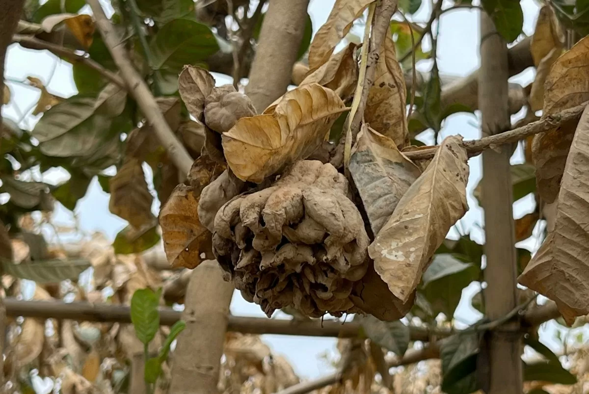 Những quả phật thủ còn sót lại trơ trọi trên cây héo khô mang đến nỗi thất vọng cho hàng trăm nhà vườn (Ảnh: Công Minh).