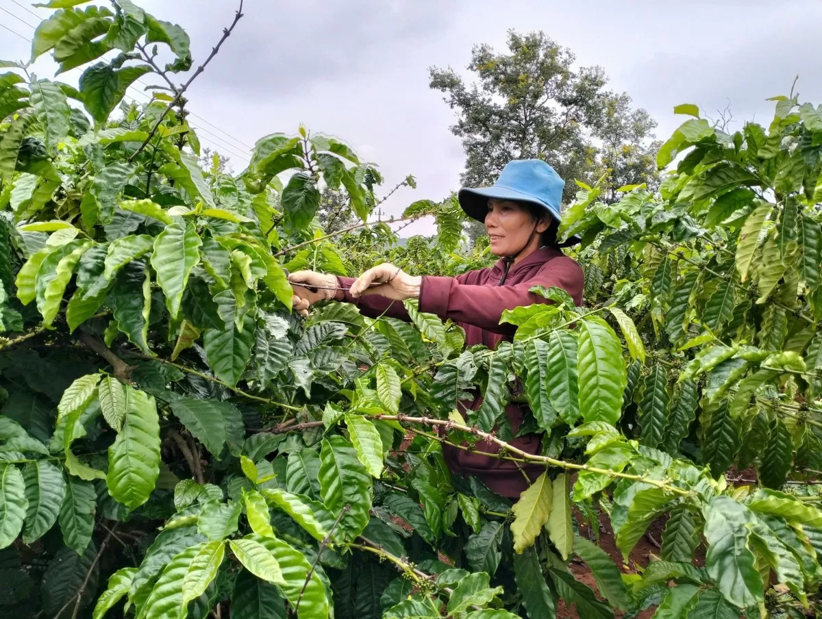 Nữ công nhân nhiều thành tích, quyết định 